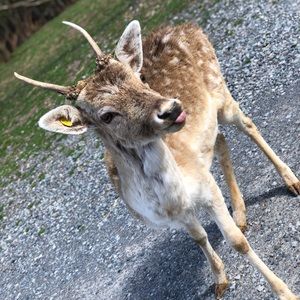 Meet your Posher, Tisha